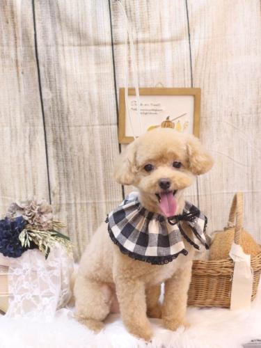 20241029ぽっきーくん